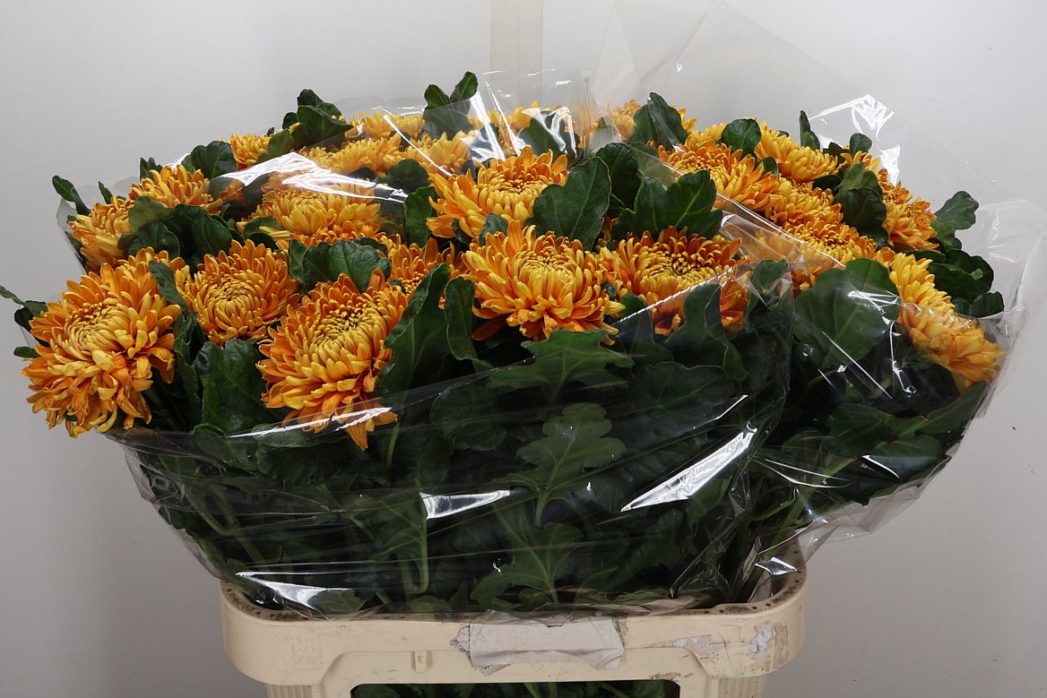 Chrysanth Single Astro 80cm 120gr.