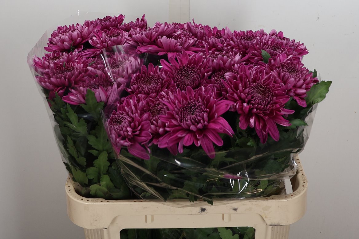 Chrysanth Single Hornbill Dark 80cm 120gr.