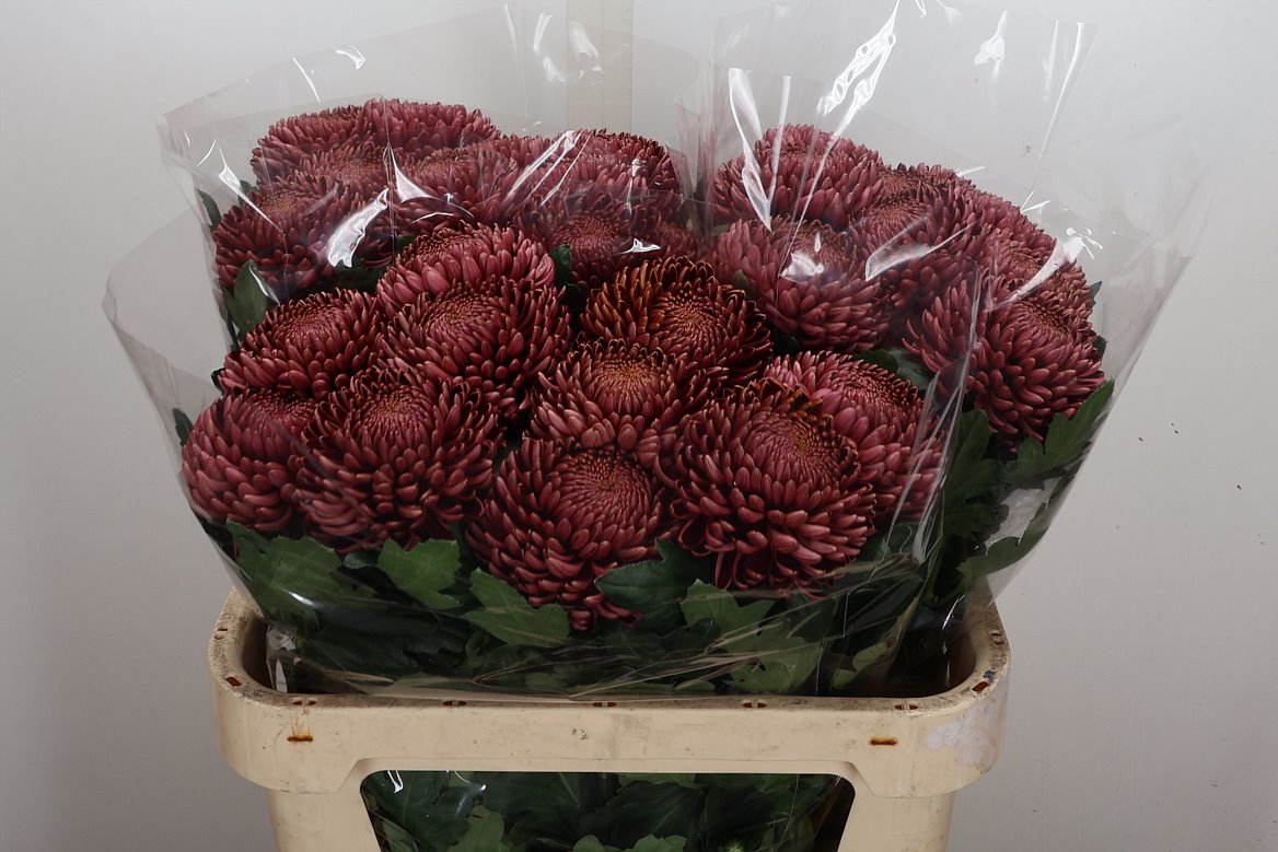 Chrysanth Single Bigoudi Red 75cm 100gr.