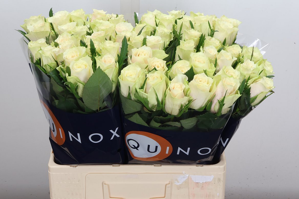 Rosa Abby 60cm