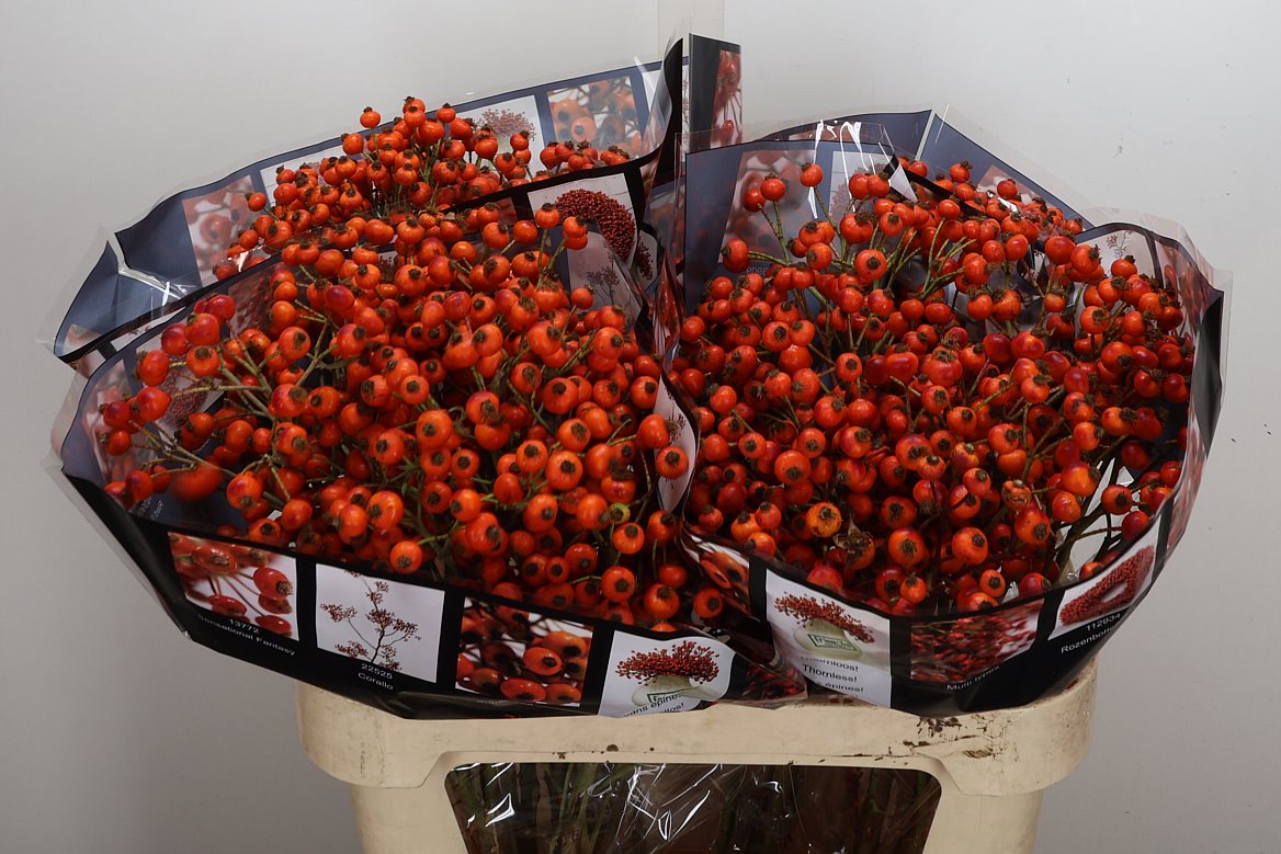 Rosa Hiphop Sunset 80cm