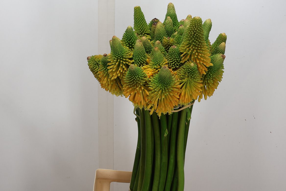 Kniphofia Magical Happy Halloween 80cm