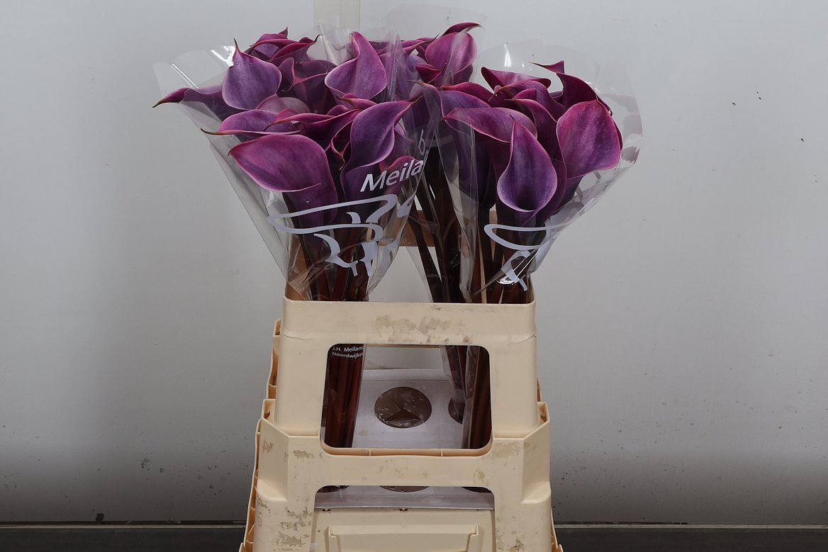 Zantedeschia Vino Rosso 60cm