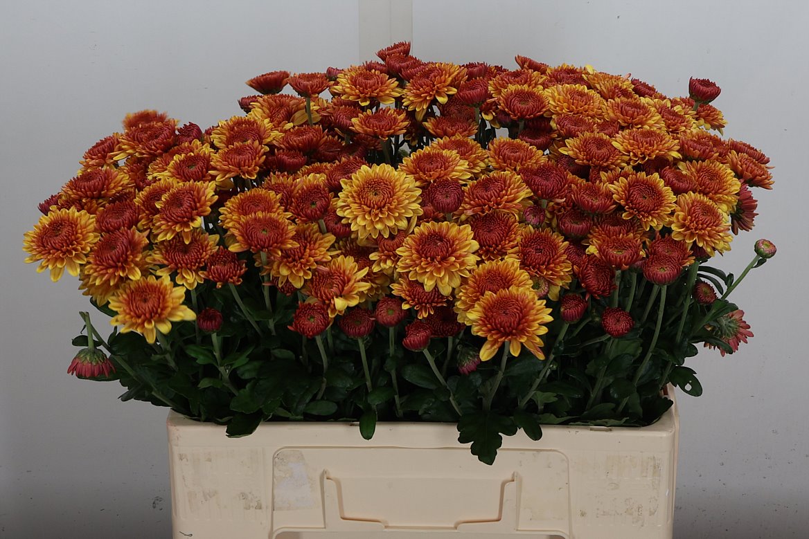Chrysanth Spray Bella 60cm 50gr.