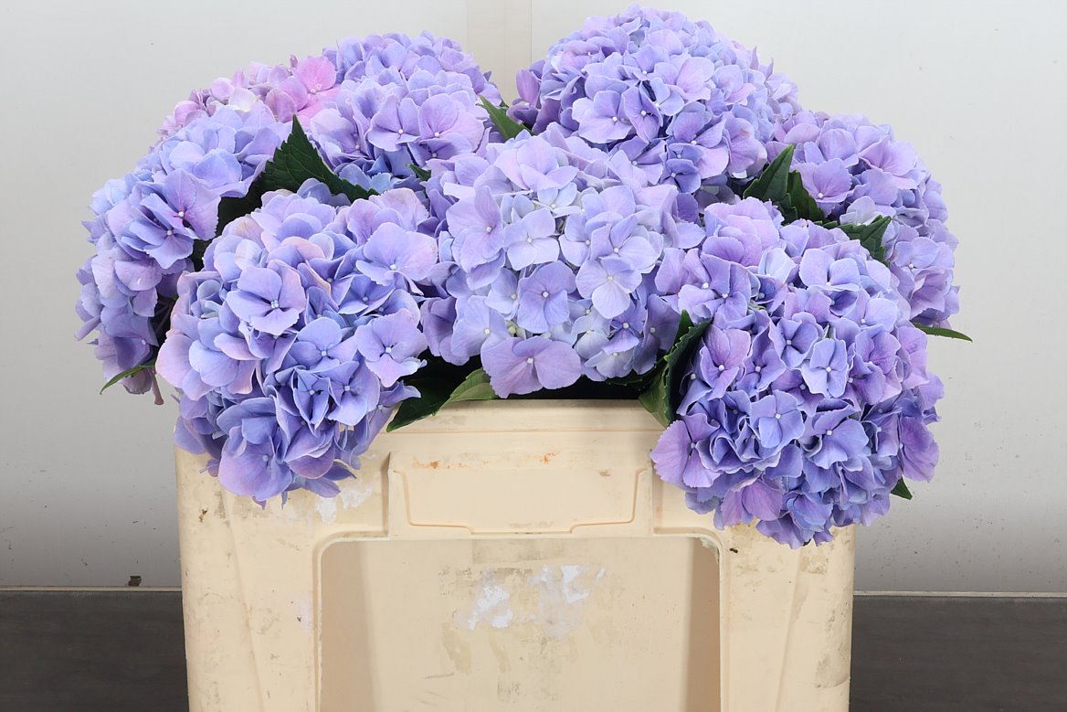Hydrangea Royal Benefit 50cm 14-16cm Hd