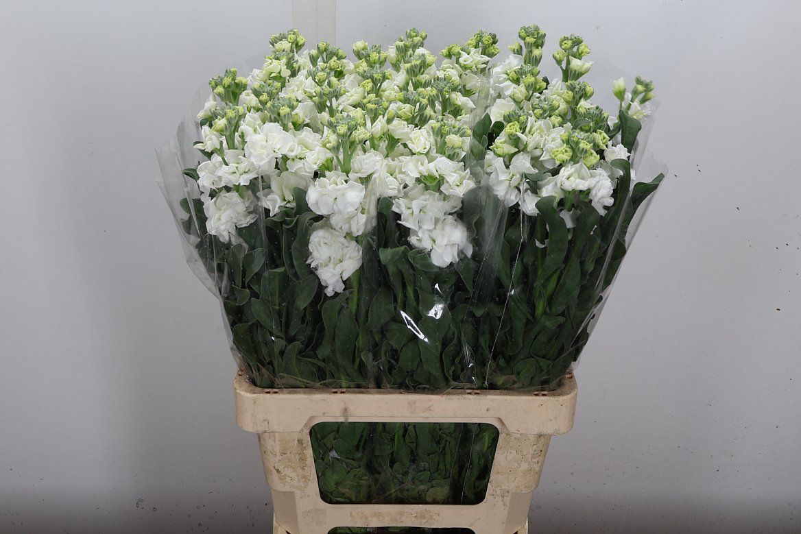 Matthiola Iron White 70cm