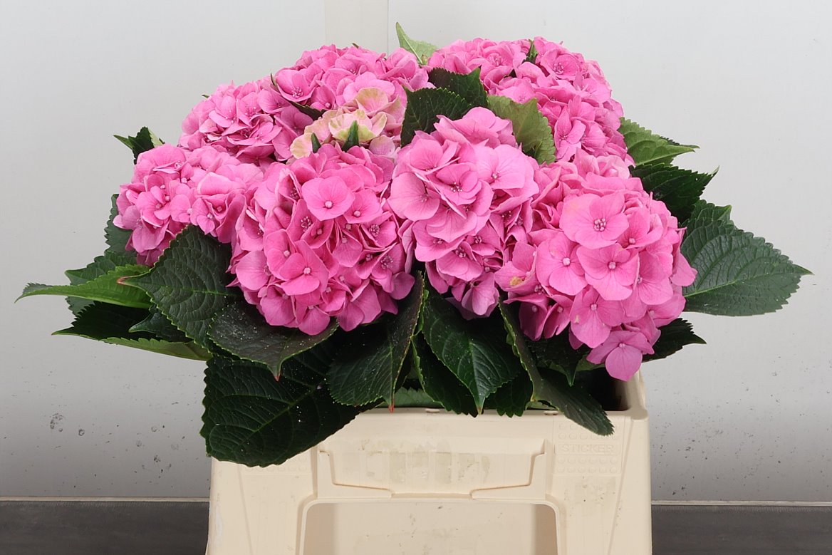 Hydrangea Royal Palace 40cm 12-14cm Hd