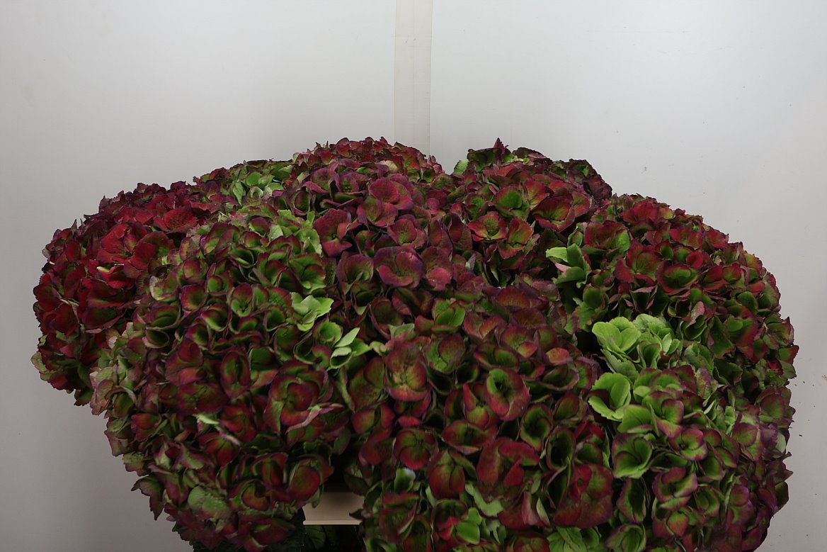 Hydrangea Opal Classic 80cm 21-23cm Hd
