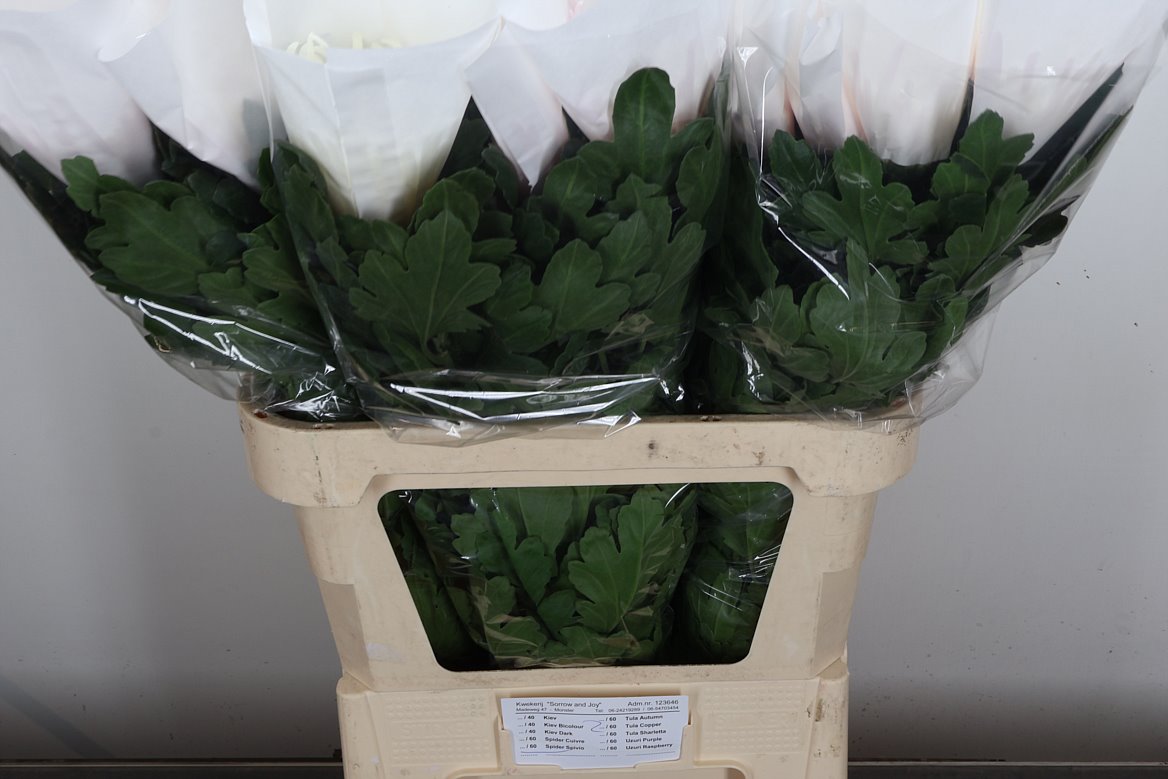 Chrysanth Single Spider Spivio 80cm 110gr.
