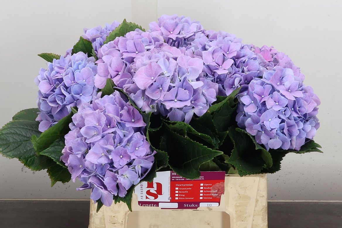 Hydrangea Royal Benefit 40cm 12-14cm Hd