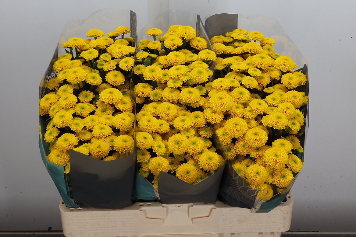 Chrysanth Santini Aurinko 55cm 40gr.
