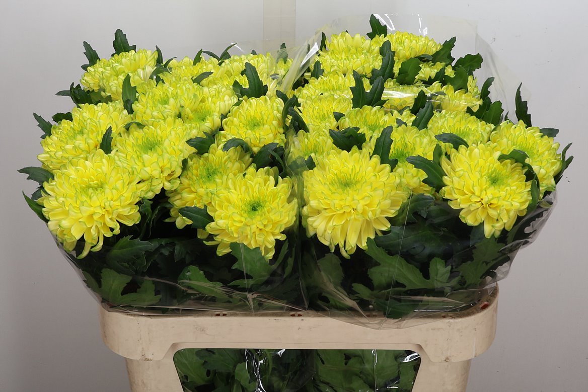 Chrysanth Single Zembla Brasil 75cm 85gr.