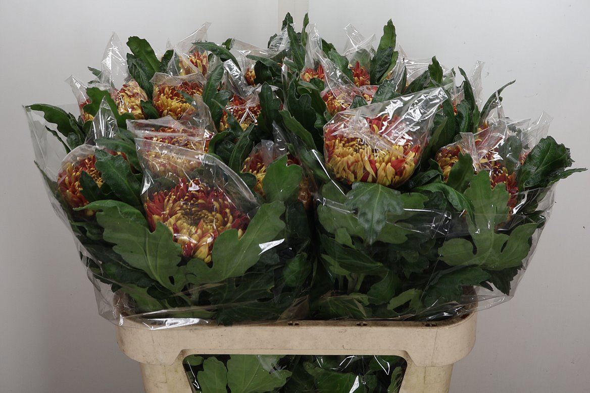 Chrysanth Single Hanenburg 80cm 170gr.