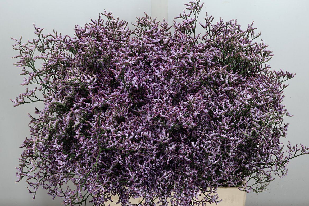 Limonium Safora Lilac 70cm 40gr.