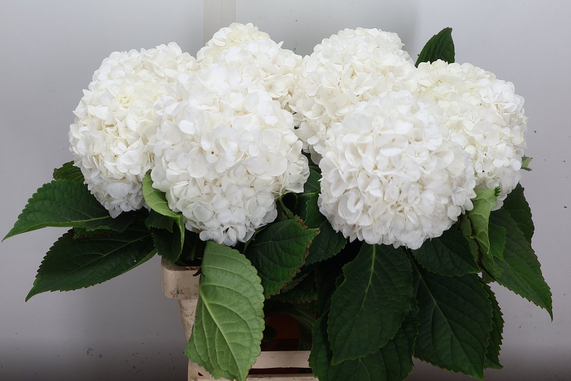 Hydrangea Cannonball 60cm 15-17cm Hd