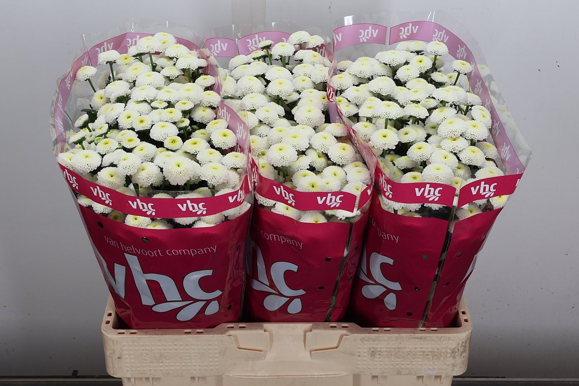 Chrysanth Santini Pizarro 55cm 42gr.