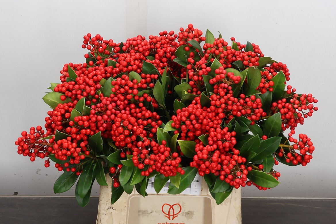Skimmia Japonica Pabella 40cm