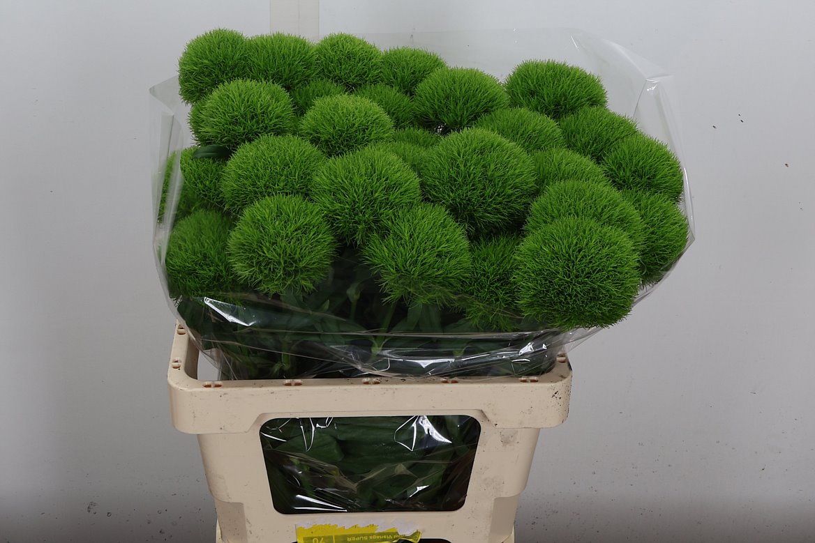 Dianthus Barb Kiwi Mellow Cool 60cm