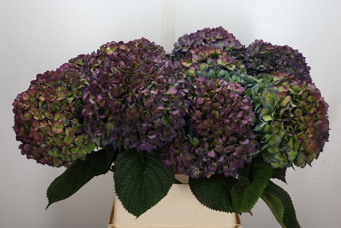 Hydrangea Pimpernel Classic 90cm 22-24cm Hd