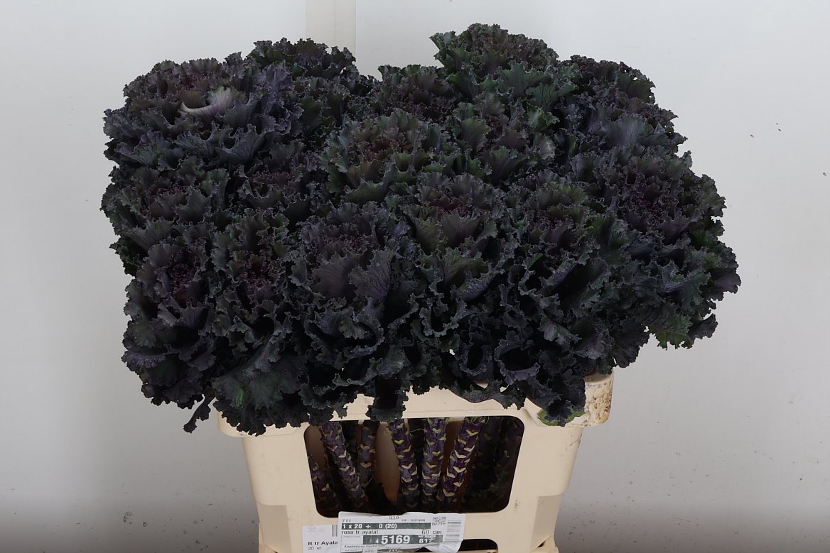 Brassica Black Angel 60cm