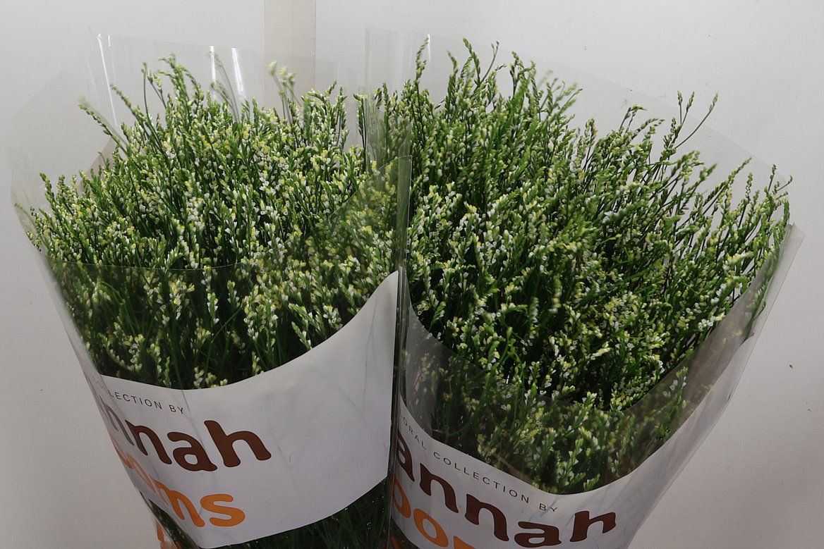 Limonium Sinense Cool Diamond 80cm 40gr.