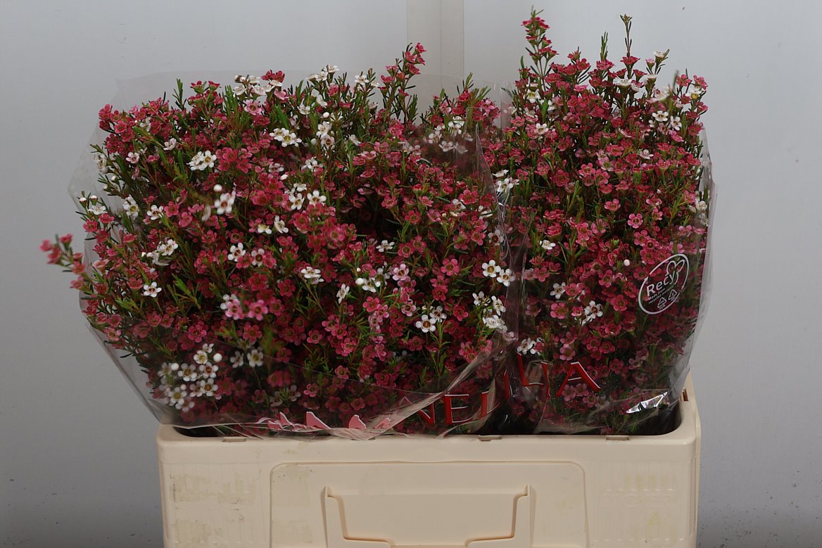 Chamelaucium My Sweet Sixteen 50cm 25gr.