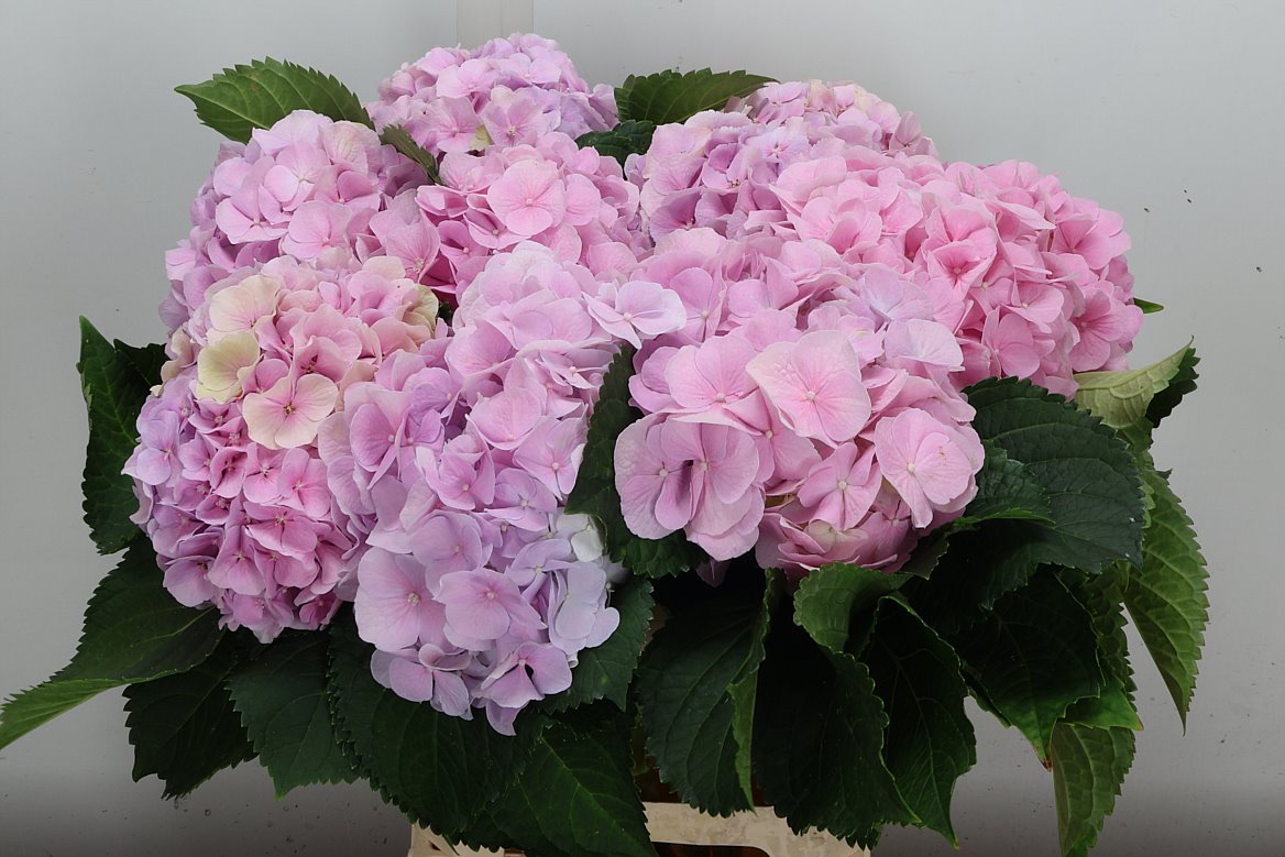 Hydrangea Verena 60cm 17-19cm Hd