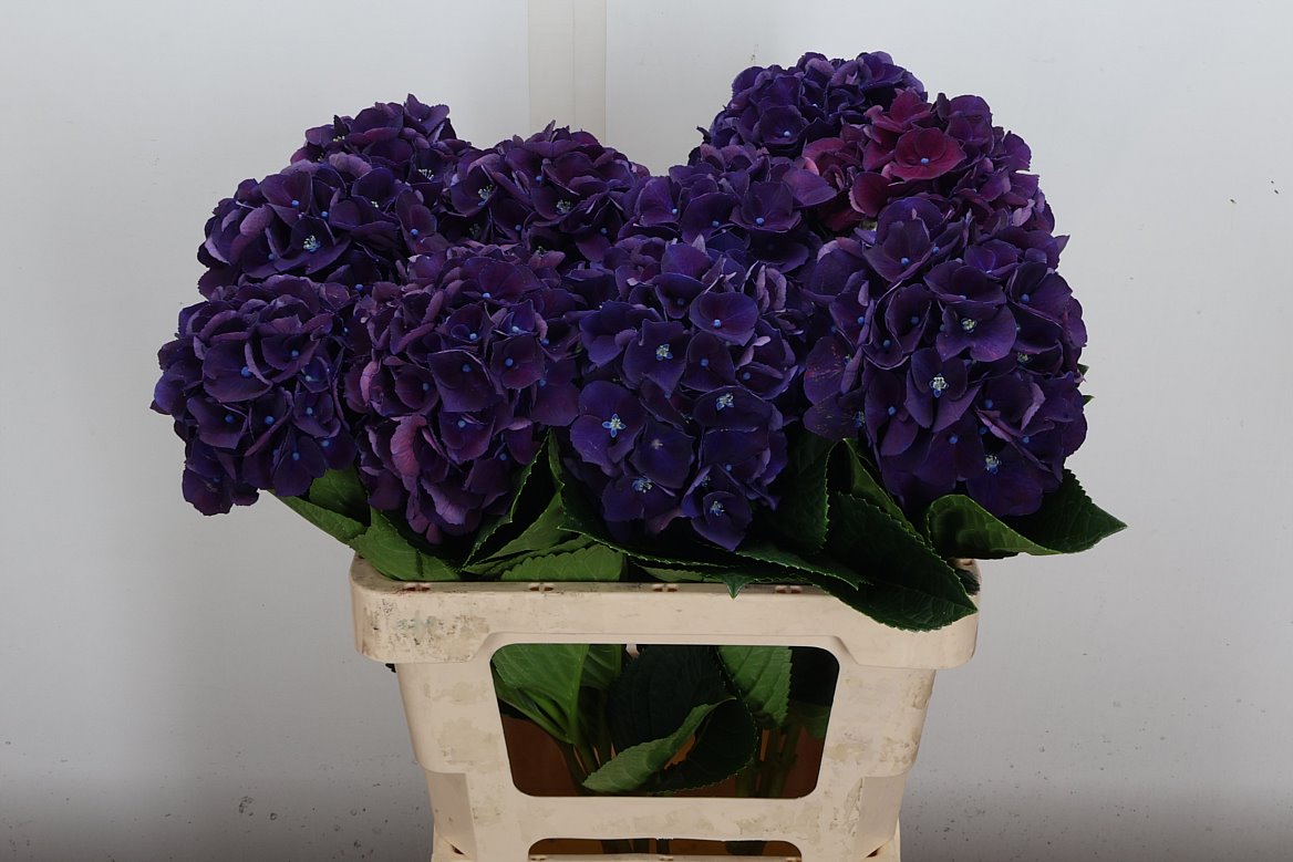 Hydrangea Royal King 60cm 13-15cm Hd