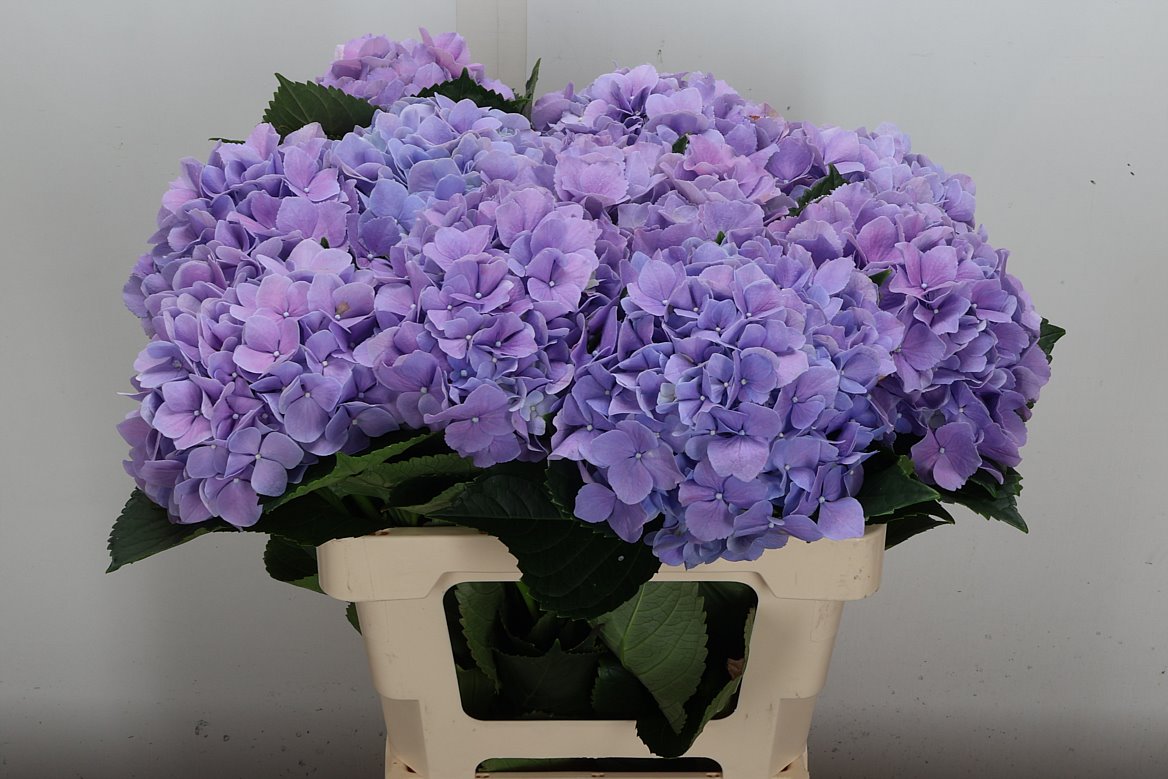 Hydrangea Royal Benefit 60cm 17-19cm Hd