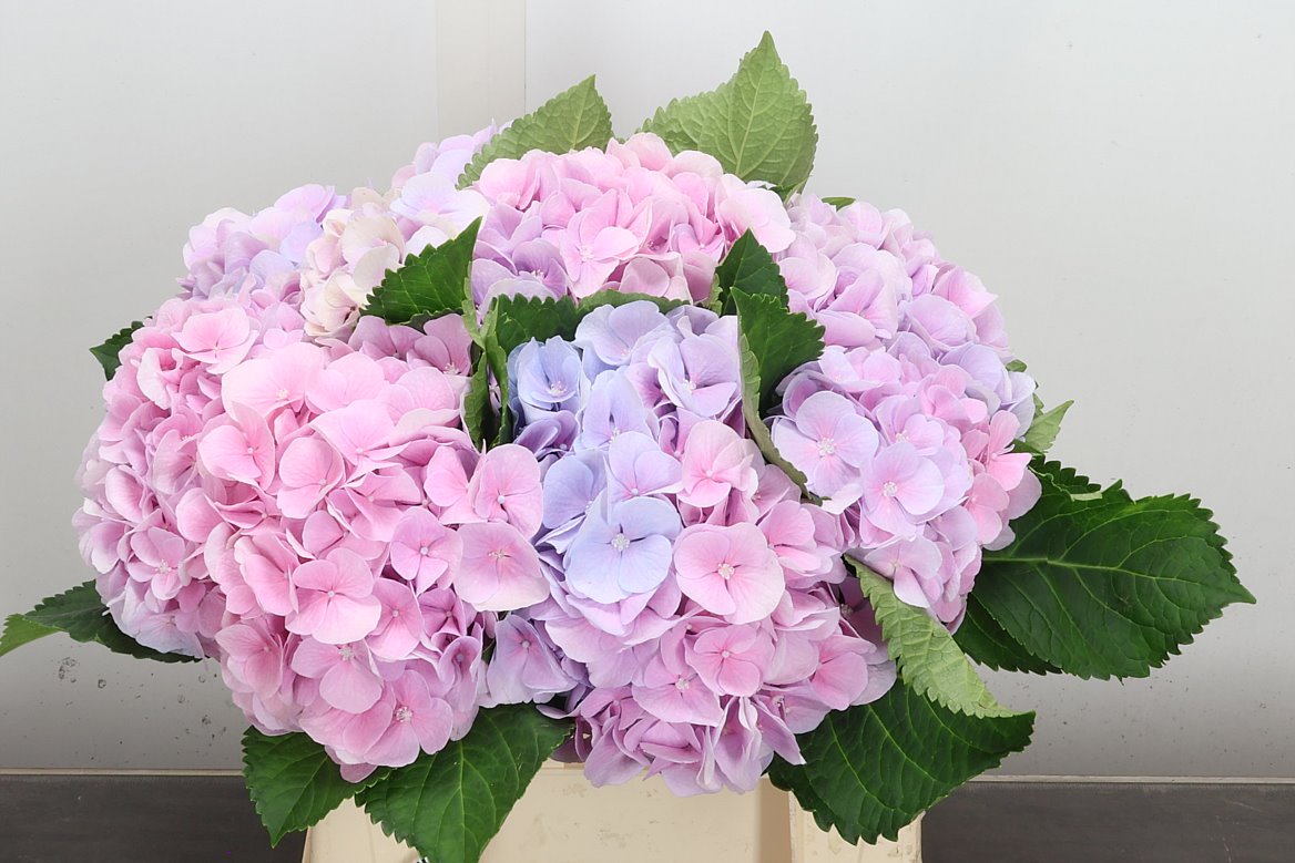 Hydrangea Verena Blue 40cm 16-18cm Hd