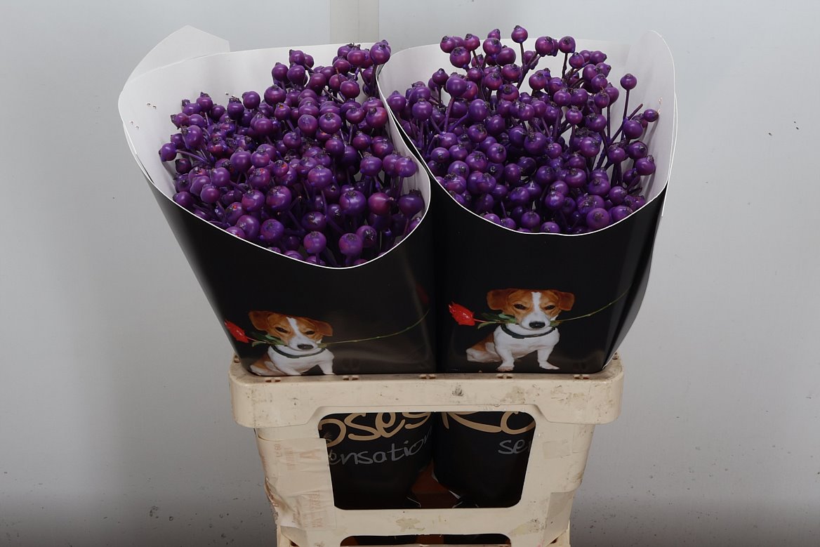 Ov Colrbehandeld 60cm