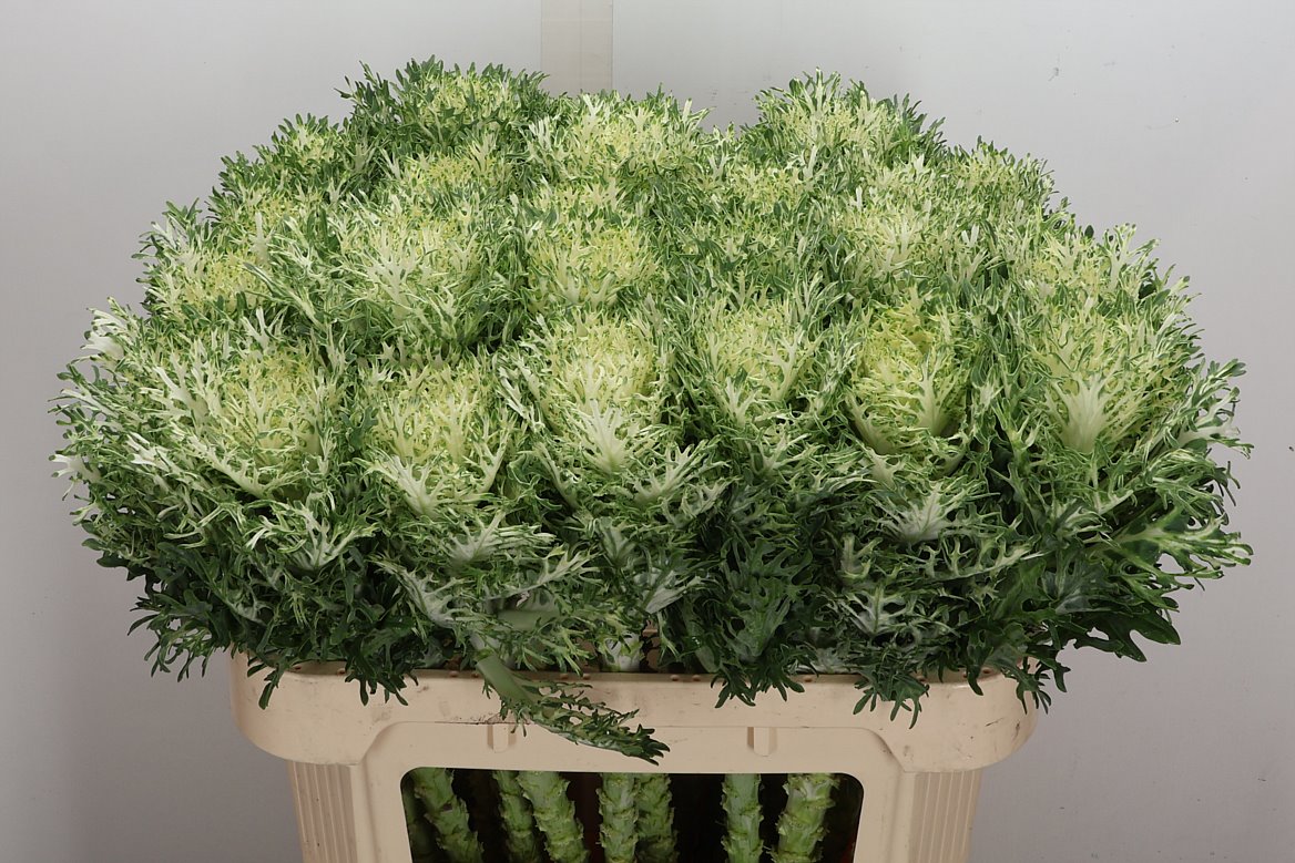 Brassica Crane Feather Snow 70cm