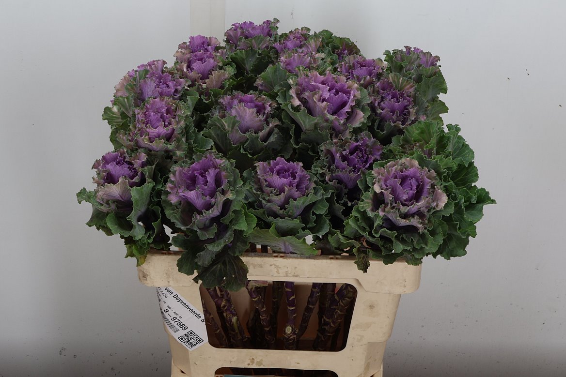 Brassica Empire Ksenia 60cm