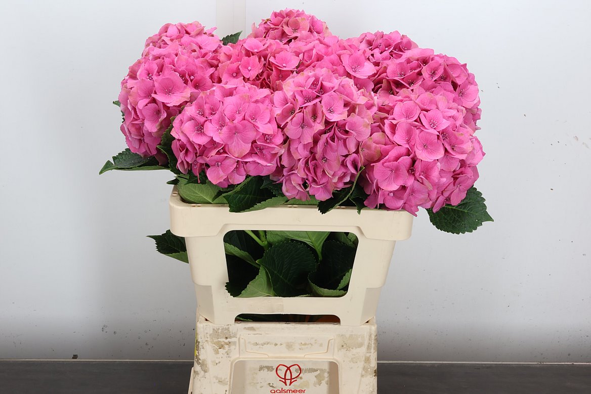 Hydrangea Royal Palace 60cm 14-16cm Hd