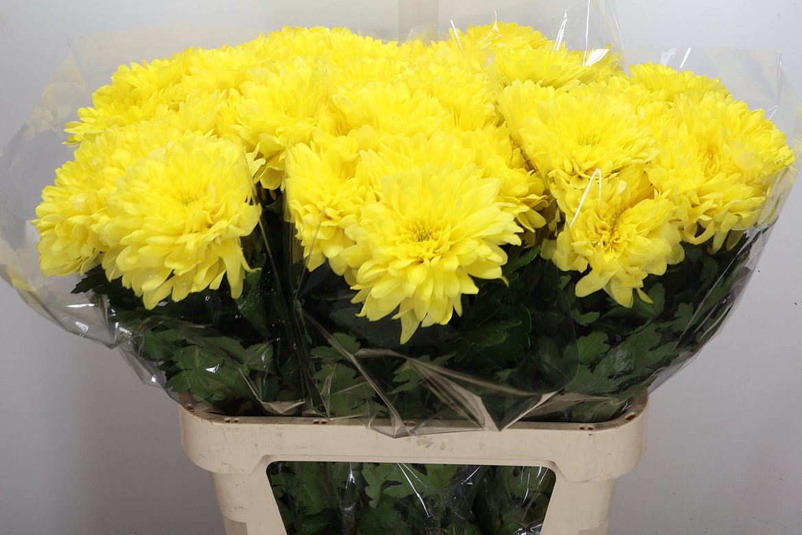 Chrysanth Singe Yeti Dark Yellow 80cm 85gr.