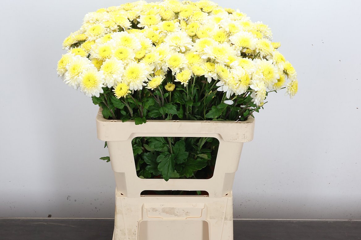 Chrysanth Spray Blenda White 60cm 35gr.