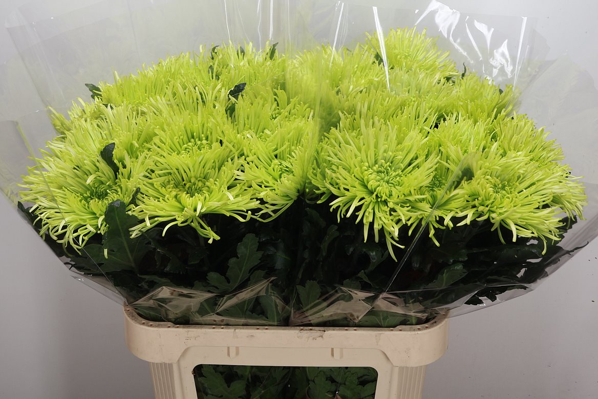 Chrysanth Single Tula Green 80cm 90gr.