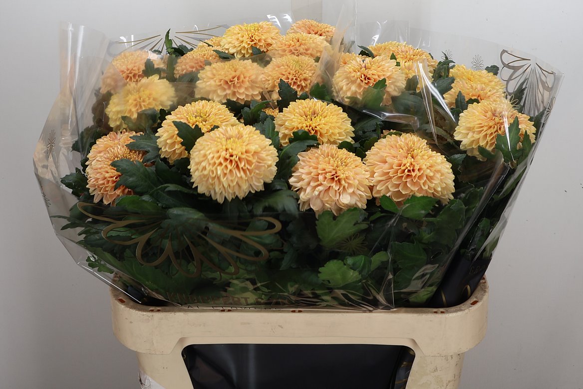 Chrysanth Single Marielle 80cm 100gr.