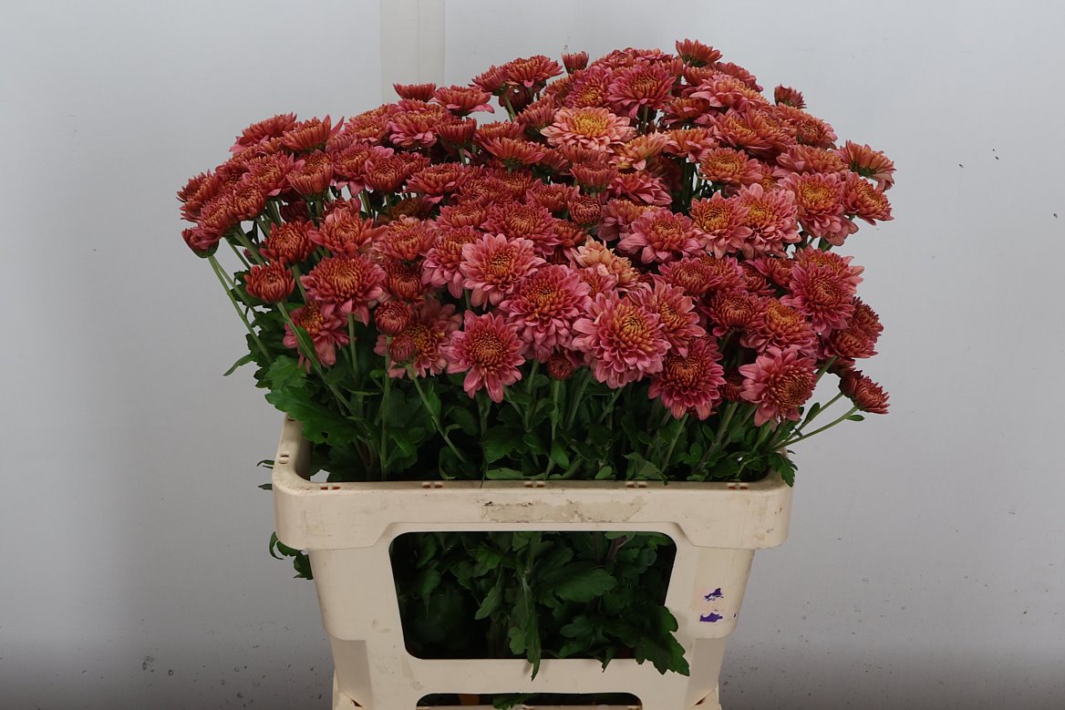 Chrysanth Spray Blenda Salmon 60cm 40gr.