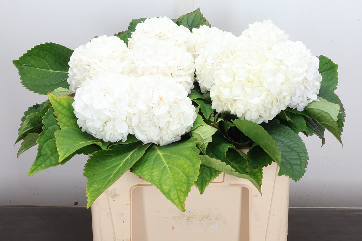 Hydrangea Cannonball 50cm 13-15cm Hd