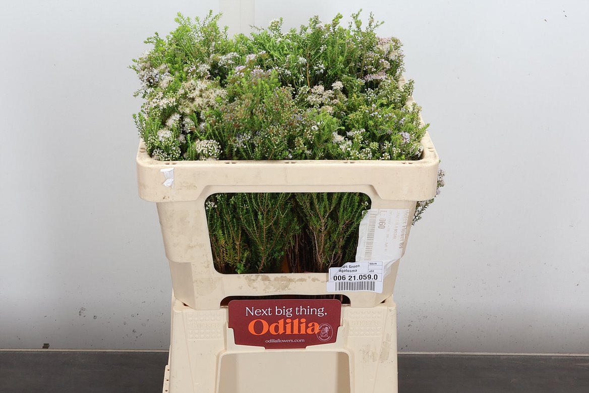 Agathosma Ovata Witte Klip 50cm