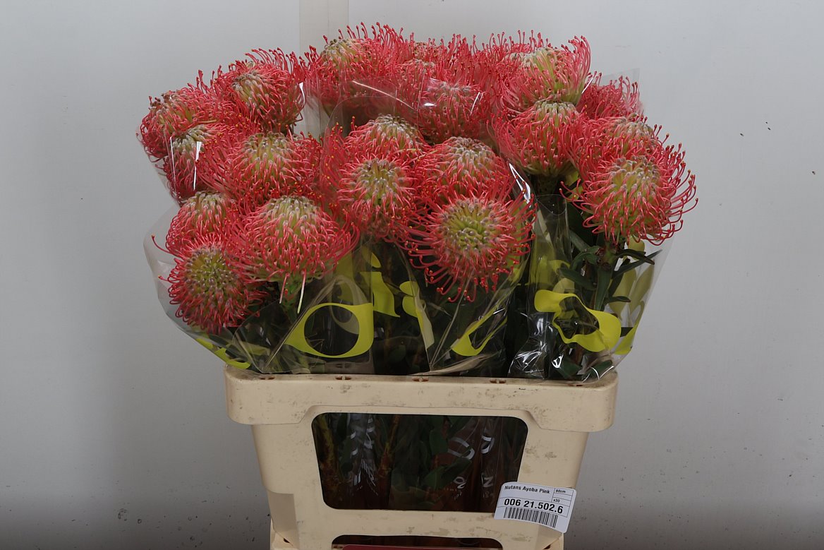 Leucospermum Ayoba Pink 60cm