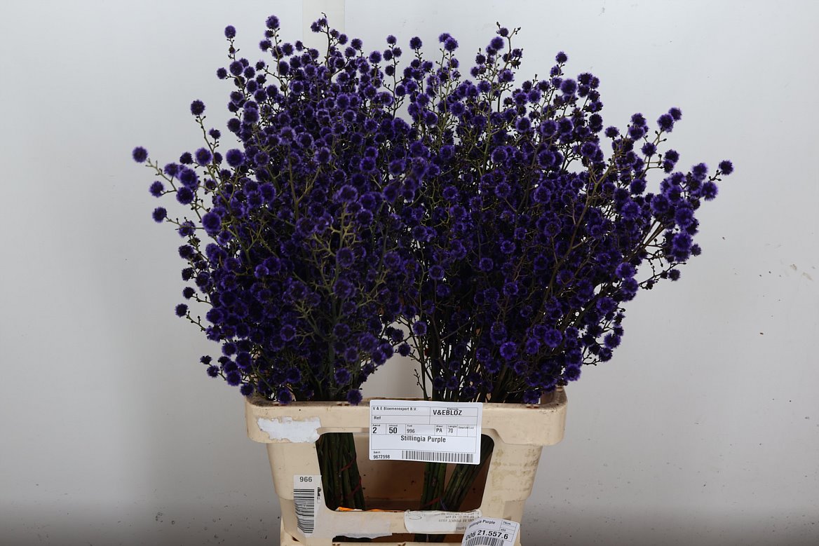 Stillingia Ptd 70cm