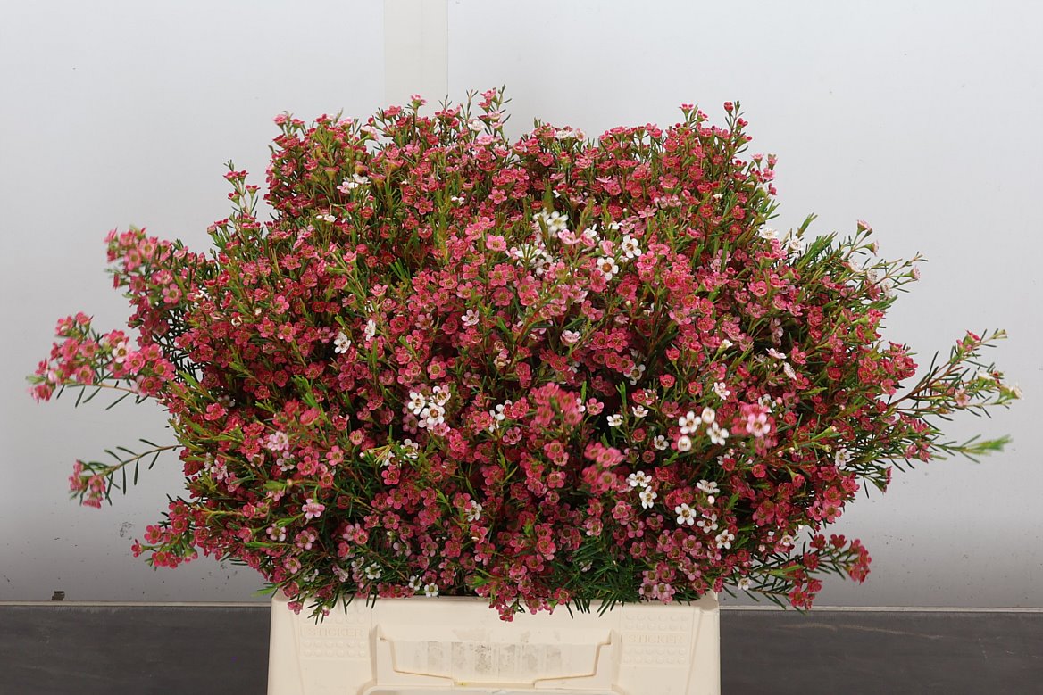 Chamelaucium My Sweet Sixteen 40cm 20gr.