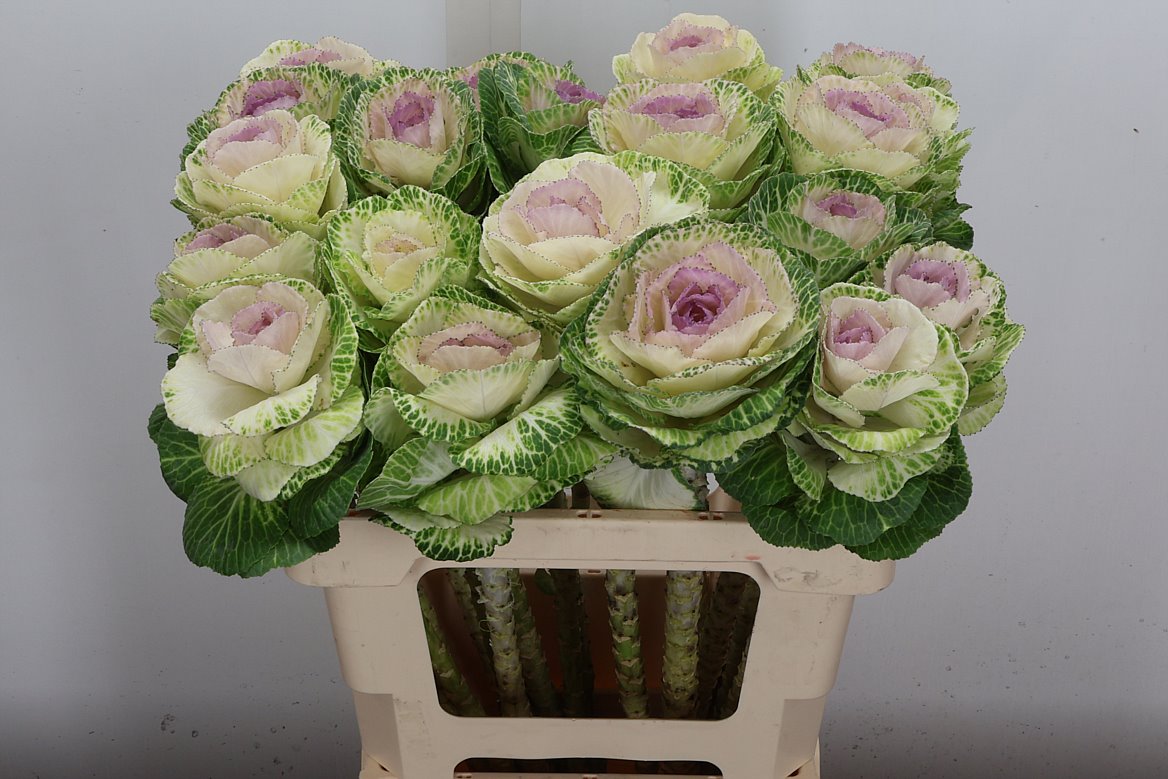 Brassica Crane Bicolour 60cm