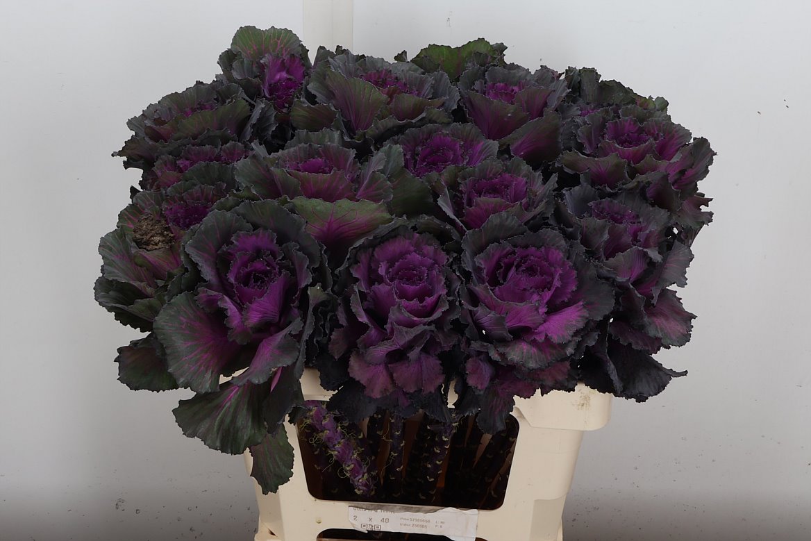 Brassica Elegance 60cm