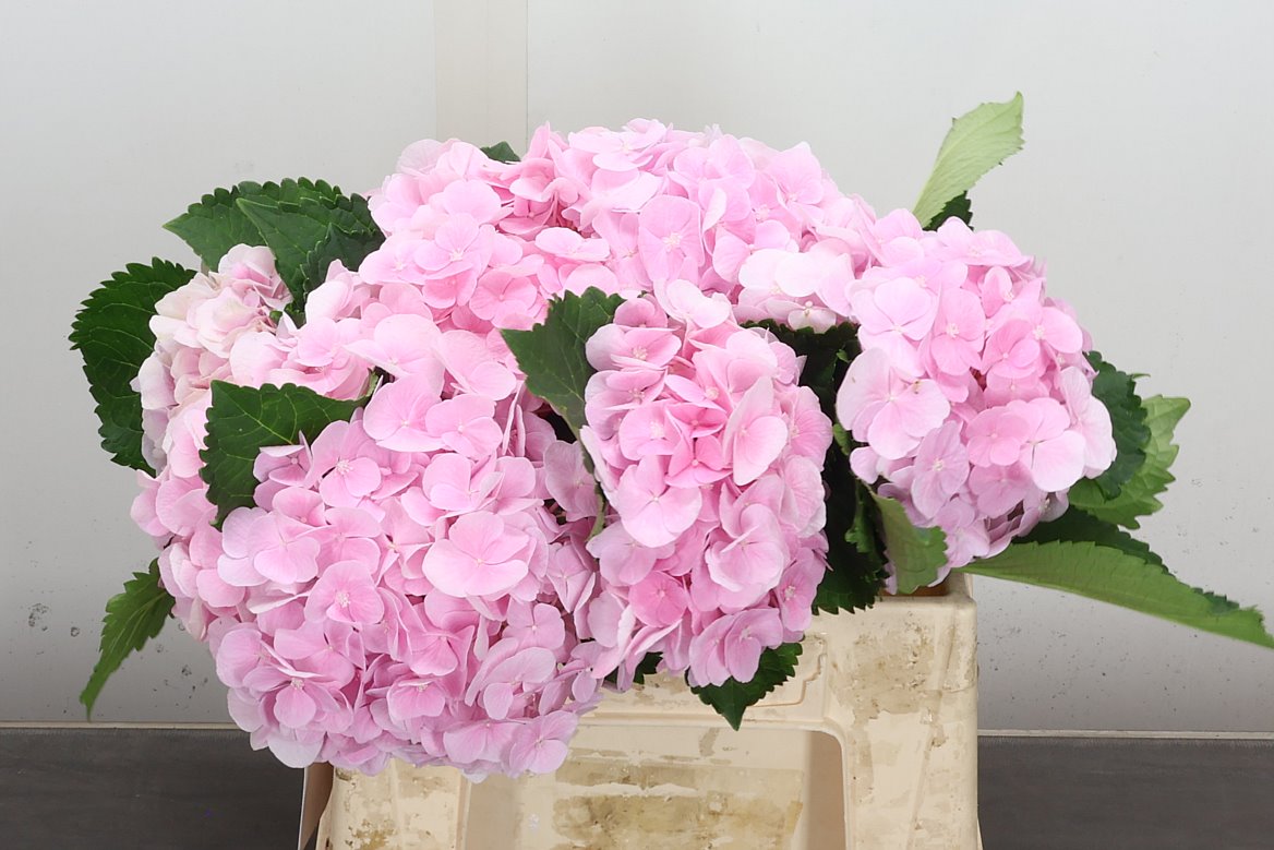 Hydrangea Verena 40cm 11-13cm Hd