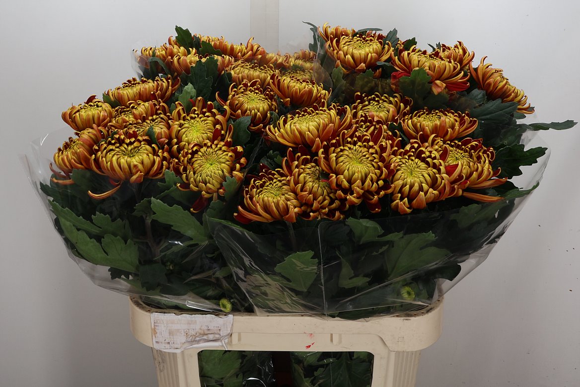 Chrysanth Single Fuego 80cm 80gr.
