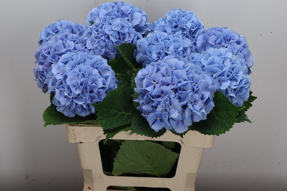 Hydrangea Lolly Pop Blue 60cm 14-16cm Hd