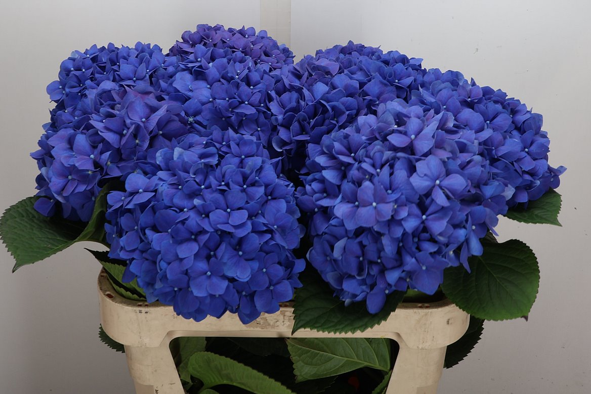 Hydrangea Pimpernel 80cm 19-21cm Hd